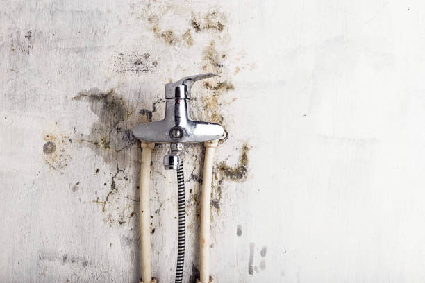 Reliable Salem, AR Mold Remediation Solutions
