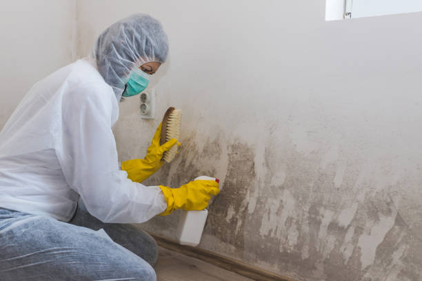 Best Mold Remediation for Specific Building Types in Salem, AR