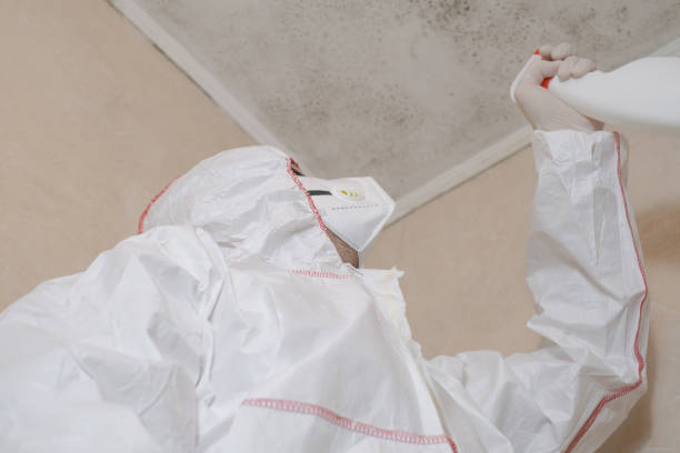 Best Commercial Mold Remediation in Salem, AR