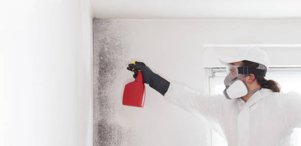 Best Residential Mold Remediation in Salem, AR