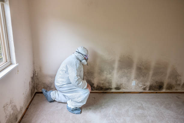 Trusted Salem, AR Mold Remediation Experts