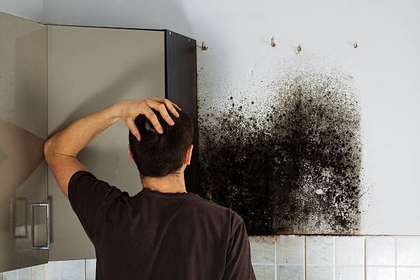 Best Bathroom Mold Remediation in Salem, AR